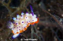 Nudibranch by Todd Moseley 